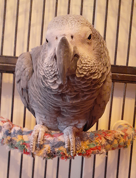 African Grey Parrot